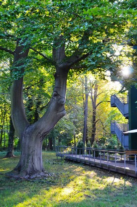 Baum Altenpflegeheim AGAPLESION BETHANIEN LEIPZIG Ein alter Baum steht vor dem Altenpflegeheim AGAPLESION BETHANIEN LEIPZIG. Die Sonne scheint durch die Blätter.